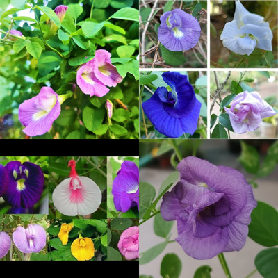 ibains Red butterfly pea flower seeds bij 20 Seed(20 per packet)