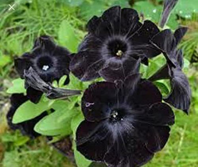 KANAYA Petunia Ultra Star Seed(100 per packet)