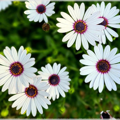 Quentova DIMORPHOTHECA WHITE OPEN POLLINATED-NDIR-7T Seed(50 per packet)
