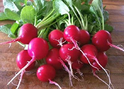 CYBEXIS Radish seeds CHERRY BELLE Early spring radish600 Seeds Seed(600 per packet)