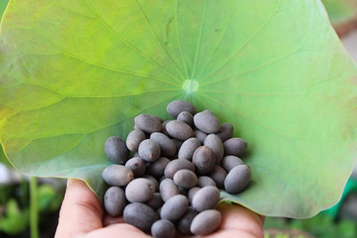 ENINE Kamalgatta Lotus seeds tested with good result of germination Seeds Seed(5 per packet)