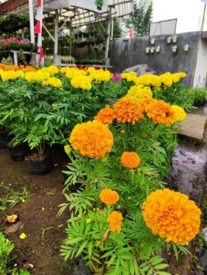 Raunak marigold/gende ka phool flower seeds Seed(50 per packet)