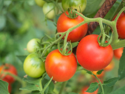 wequality tomato Seed(120 per packet)