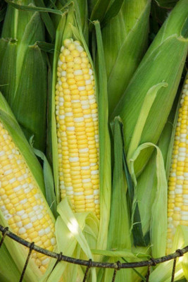 WILLVINE VVI-302 Sweet Corn Gotta Have It Hybrid Seed(500 per packet)