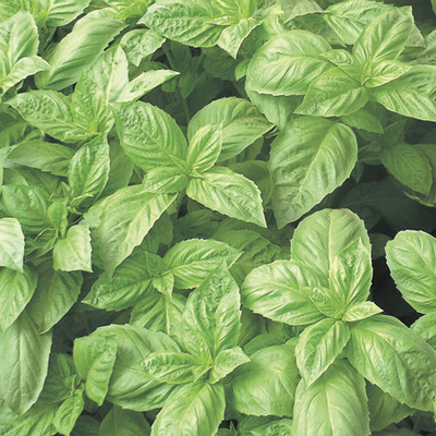 Qualtivate ATS-5 Basil Nufar Ocimum basilicum Seed(1000 per packet)