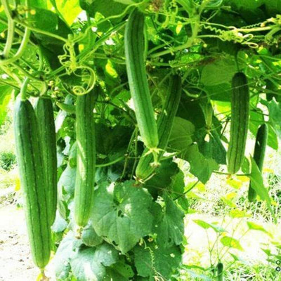CYBEXIS LXI-56 - Long Smooth Sponge Gourd - (100 Seeds) Seed(100 per packet)