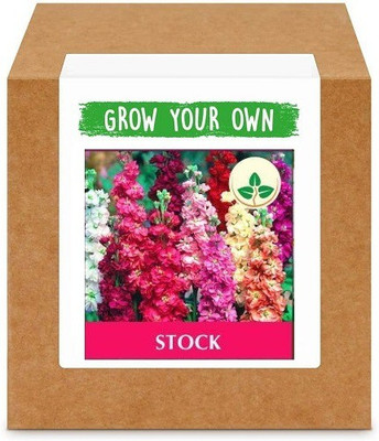 CYBEXIS Stock-50 Seeds Seed(50 per packet)