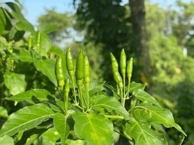 LPR CHILLI,HARI MIRCHI Seed(300 per packet)