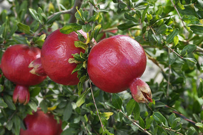 CYBEXIS LX-81 - Fresh Red Big Pomegranate - (270 Seeds) Seed(270 per packet)