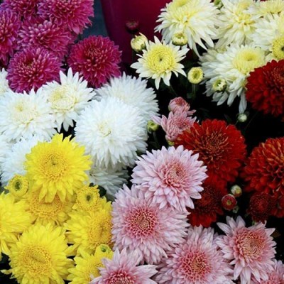 TRICONE Chrysanthemum Mix (200 Seeds) Flower 200 Beej W4 Seed(200 per packet)