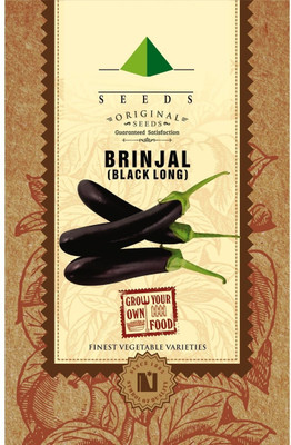 CYBEXIS Long Brinjal Seeds-300 Seeds Seed(300 per packet)