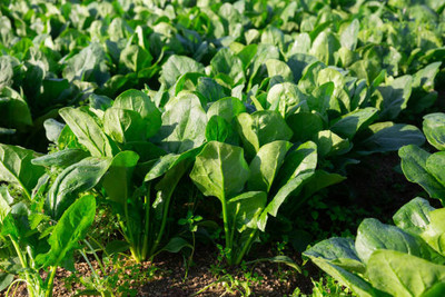 AFARTIOBINA 74 PCS SPINACH SEEDS-A02 Seed(74 per packet)