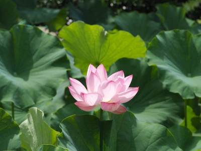 MAA lotus,kamal seeds Seed(5 per packet)
