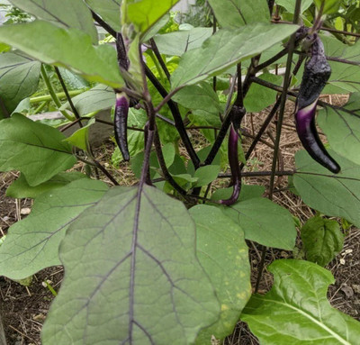 Avysa Chinese String Eggplant Seed(300 per packet)
