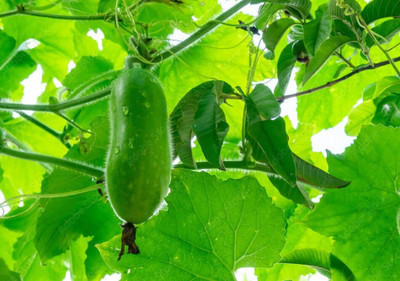 jui halder ash gourd seeds Seed(70 per packet)