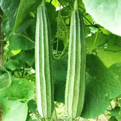 DEYS AGRO ™ hybrid ridge gourd seeds vegetable high germination 38 Seed(38 per packet)