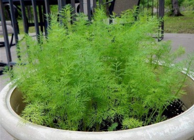 Qualtivate VXI-180 Dill Dwarf Fernleaf Herb Seeds Seed(500 per packet)