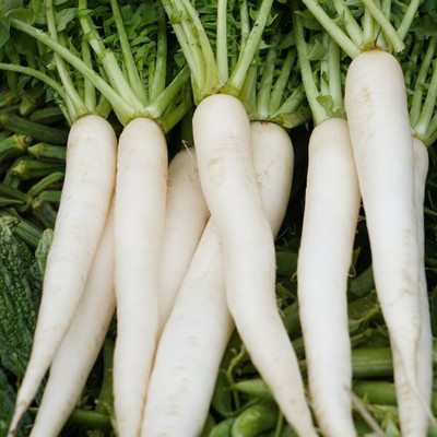 Pbevergreen radish seeds Seed(39 per packet)