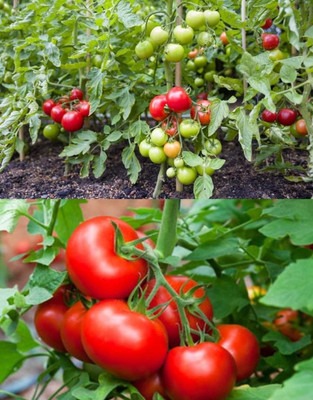 HYBRID Hybrid tomato seeds highest yield Verity very testy fruit 1 pouch Seed(10 g)