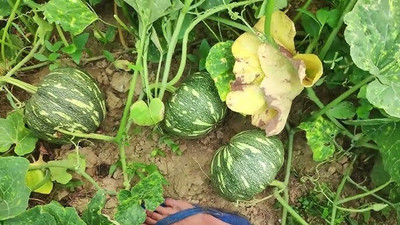 DEYS AGRO ™ f1 hybrid pumpkin seeds for planting, chappan kaddu|kadu|misti kumro vegetable Seed(11 per packet)