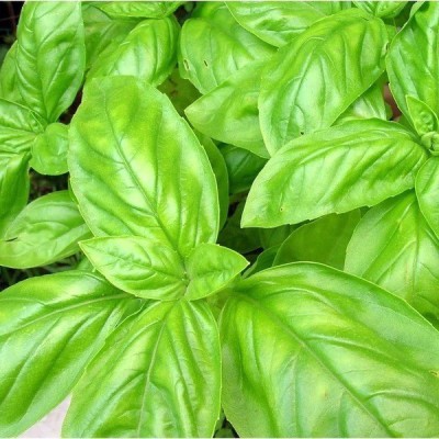 XEFRA BASIL - Large Sweet Italian Seed(100 per packet)