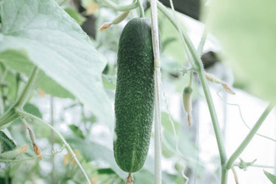 Kodali 47 Pcs -Cucumber Seed Seed(47 per packet)