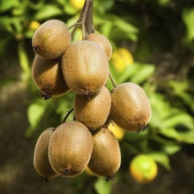 Lorvox F 1 QUALITY HYBRID KIWI FRUIT Seed(50 per packet)