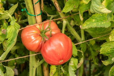 VINTI tomato Seed(150 per packet)