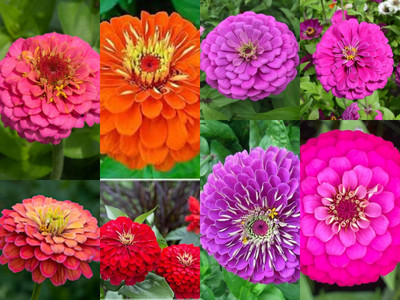 ibains Zinnia flowers mixed seed, zinnia dwarf mix seed for home garden combo Seed(30 per packet)