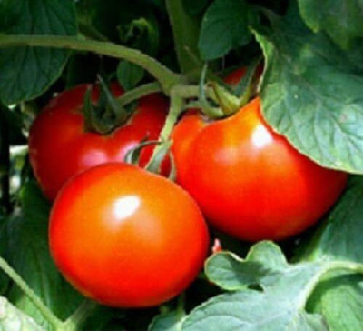 Qualtivate HYB-9A Better Boy Tomato Seed(300 per packet)