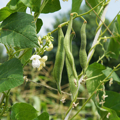 SREE Runner Beans Seed, Seem Seed, Runner Beans Hybird Seed(55 per packet)