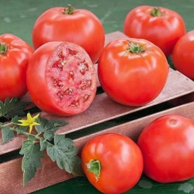 KNESSiN QLY-97 Ratna Tomato Seed(200 per packet)