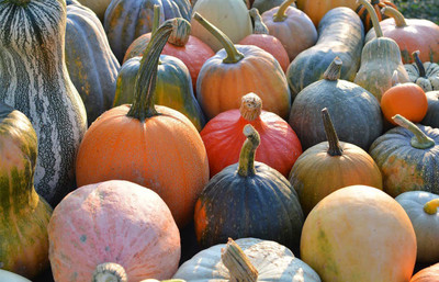 CYBEXIS VXI-2 - Blaze Pumpkin Premium Hybrid Quality - (300 Seeds) Seed(300 per packet)