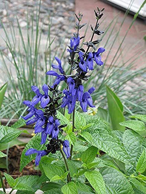VibeX ® VMR-410 Salvia guaranitica Sage Flower Seeds Seed(200 per packet)