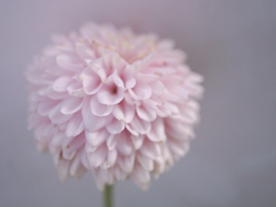 Quentova Chrysanthemum Flower-7C-TKK Seed(100 per packet)
