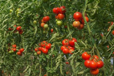 imtion tomato Seed(115 per packet)