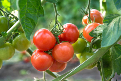 ASTRO HUB tomato Seed(145 per packet)