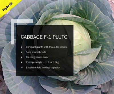 VibeX CABBAGE F-1 PLUTO SEEDS(2500 Seeds) Seed(2500 per packet)