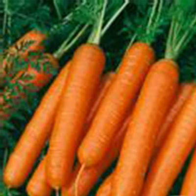 BJUBAS RED carrot seeds pack of 76 Seed(76 per packet)