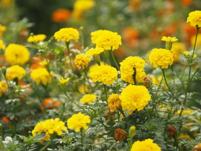 GOCROP marigold/gende ka phool flower seeds Seed(50 per packet)