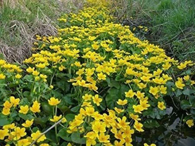 CYBEXIS LXI-73 - Marsh Marigold Flower - (2250 Seeds) Seed(2250 per packet)