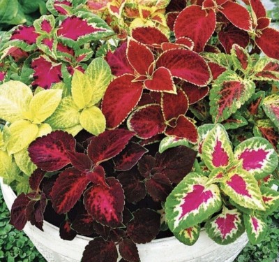 Quentova COLEUS HYBRIDUS - RAINBOW MIX-11W-RAJ Seed(100 per packet)