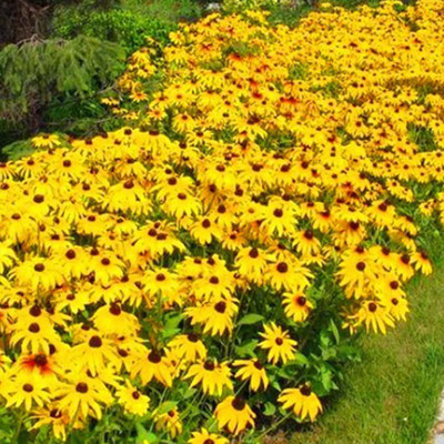 CYBEXIS ATS-16 - Chrysanthemum yellow Rare Exotic Flower - (30 Seeds) Seed(30 per packet)