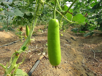Qualtivate ICRA-2A Bottle Gourd - Calabash Gourd Seed(50 per packet)