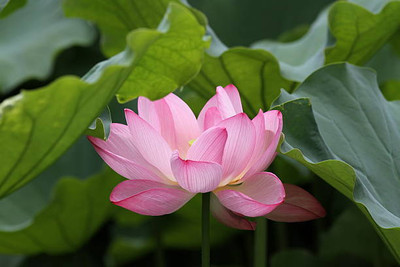 FarmQuartee lotus,kamal gatta Seed(14 per packet)