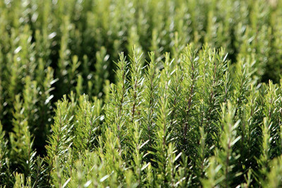VibeX KGF -37 - Non-GMO Rosemary - (750 Seeds) Seed(750 per packet)