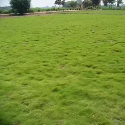 PMA lawn grass seeds for park/Lawn Grass Seeds 7101 Seed(7115 per packet)