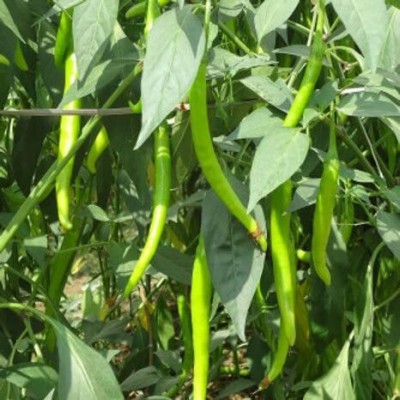 Aywal Green chilli plant Seed(3000 per packet)