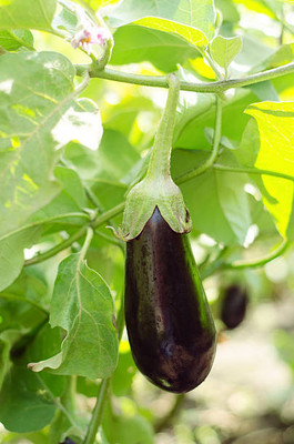 Kodali Hybrid F1 Brinjal Seeds Pack Of 65 Seed(65 per packet)