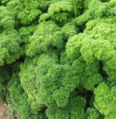 Quentova Triple Moss Curled Parsley-QLTY-6O Seed(100 per packet)
